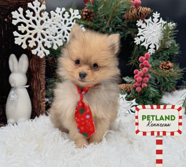 [#252881-02] Merle M Pomeranian Puppies For Sale