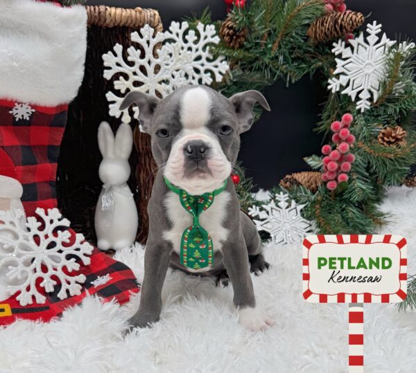 [#252656-02] Blue / White M Boston Terrier Puppies For Sale