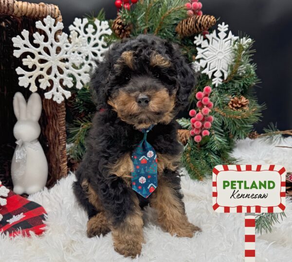 [#252783-01] Phantom M Poodle Mini Puppies For Sale