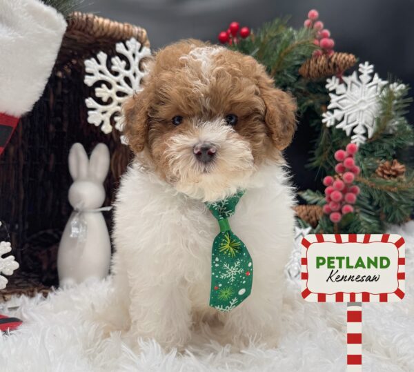 [#252806-01] White / Red M Poodle Mini Puppies For Sale