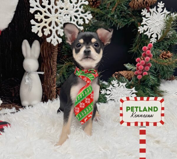 [#25916-03] Tri-Colored M Chihuahua Puppies For Sale