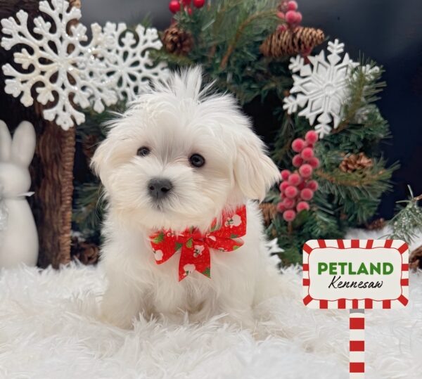 [#25951-04] White F Maltese Puppies For Sale