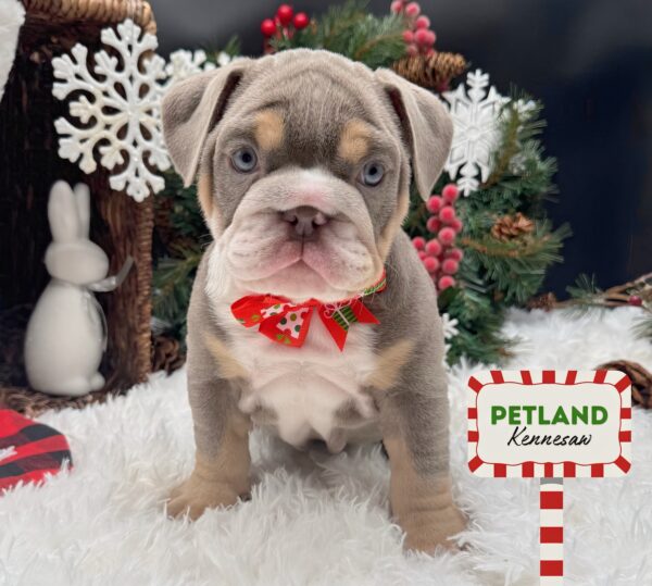 [#252931-02] Lilac F English Bulldog  Puppies For Sale