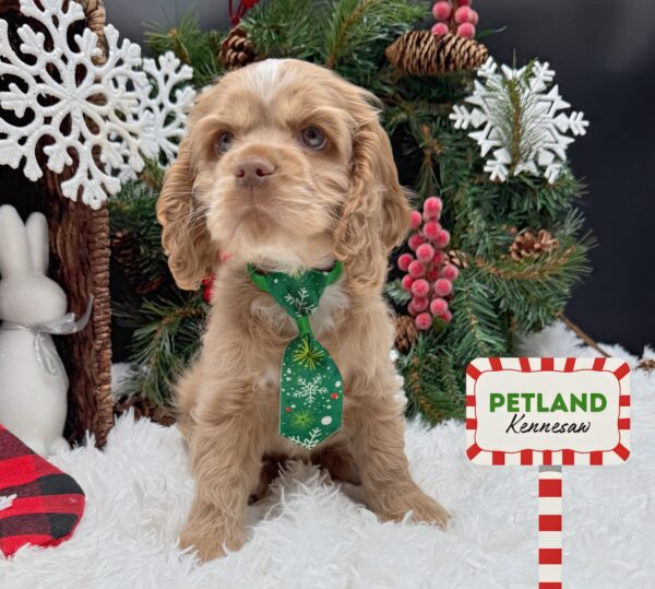 [#252825-02] Buff M Cocker Spaniel Puppies For Sale