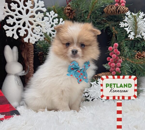 [#253072-03] White / Brown F Pomeranian Puppies For Sale