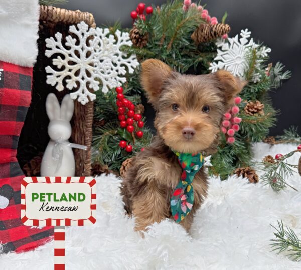 [#25853-02] Chocolate M Yorkshire Terrier Puppies For Sale