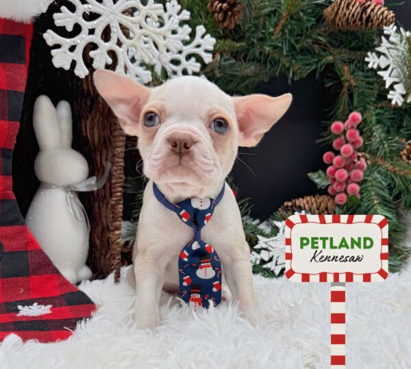 [#252357-02] Cream / White M Boston Terrier Puppies For Sale