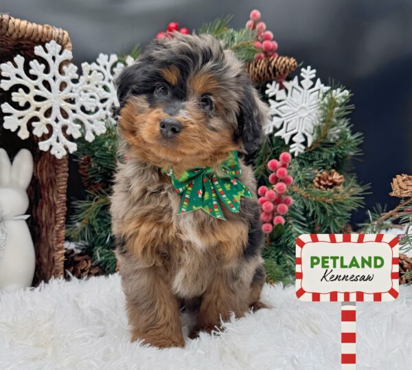 [#252906-06] Blue Merle F Aussiedoodle Mini Puppies For Sale