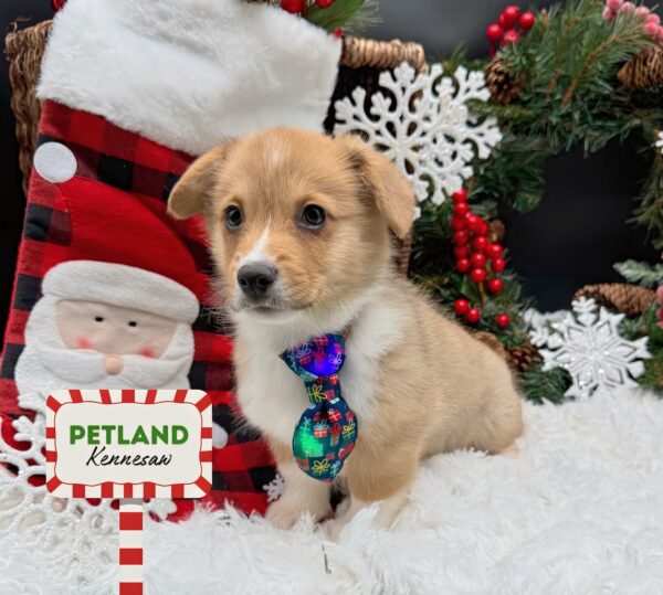 [#25887-05] Brown / White M Pembroke Welsh Corgi Puppies For Sale