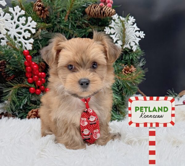 [#252262-02] Brown M Yochon Puppies For Sale