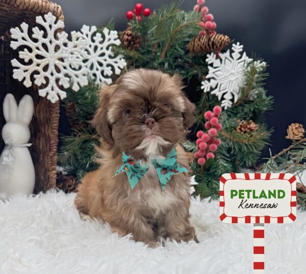 [#252373-05] Red Chocolate F Shih Tzu Puppies For Sale