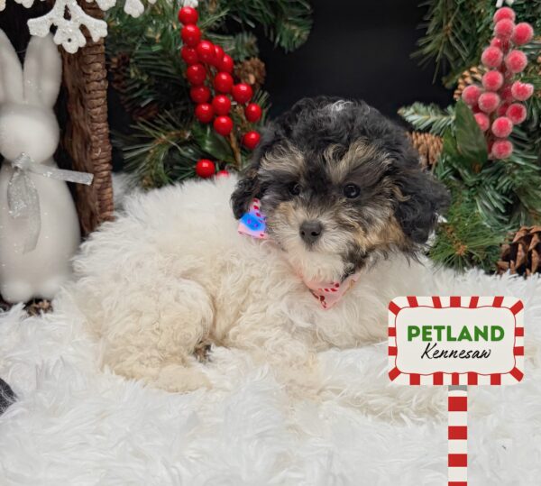 [#25873-05] Black / White F Poodle Puppies For Sale