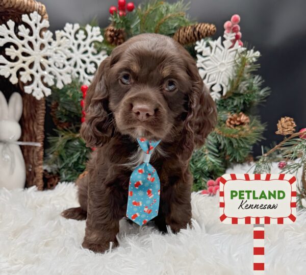 [#252321-02] Chocolate M Cocker Spaniel Puppies For Sale