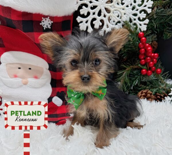 [#25930-04] Black / Tan F Yorkshire Terrier Puppies For Sale