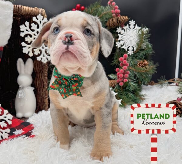 [#252246-06] F Bulldog Mini Puppies For Sale