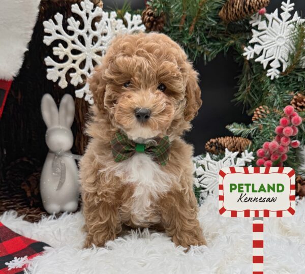 [#252298-02] Red F Goldendoodle Mini Puppies For Sale
