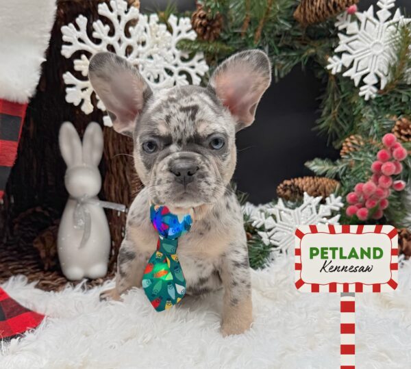 [#252809-01] Blue Merle M French Bulldog Puppies For Sale