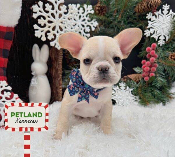[#252820-07] Cream F French Bulldog Puppies For Sale