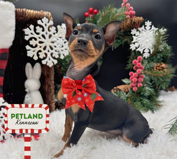 [#252830-07] Black / Tan F Miniature Pinscher Puppies For Sale