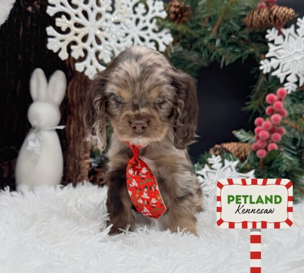 [#252320-01] Chocolate Merle M Cocker Spaniel Puppies For Sale