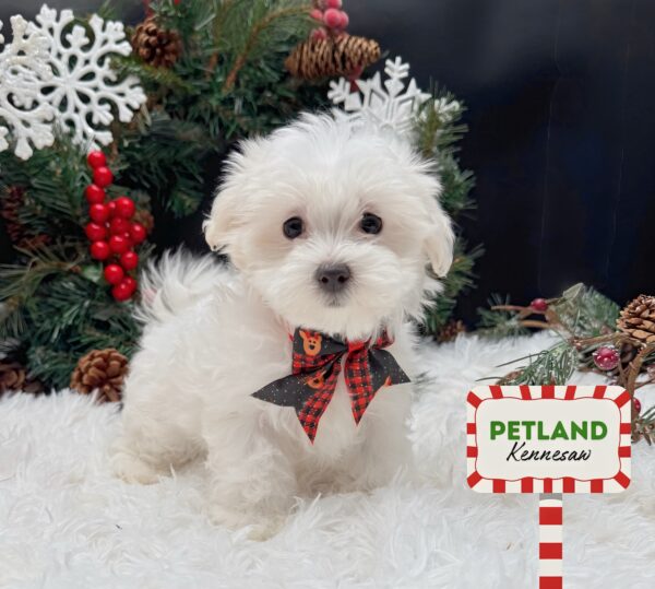 [#253067-02] White F Maltese Puppies For Sale