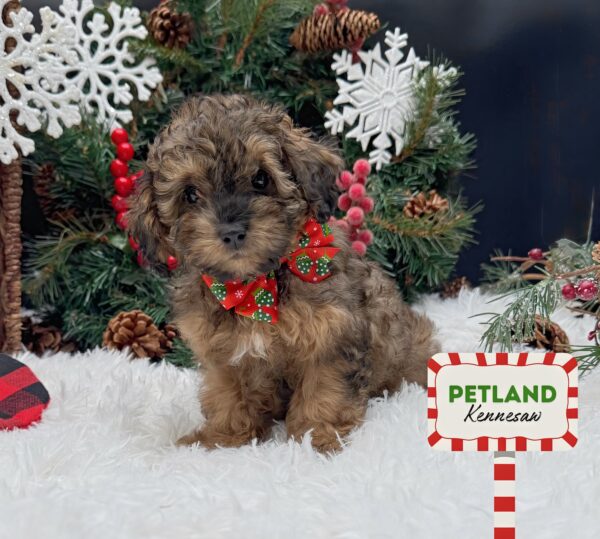 [#252938-03] Phantom F Poodle Mini Puppies For Sale