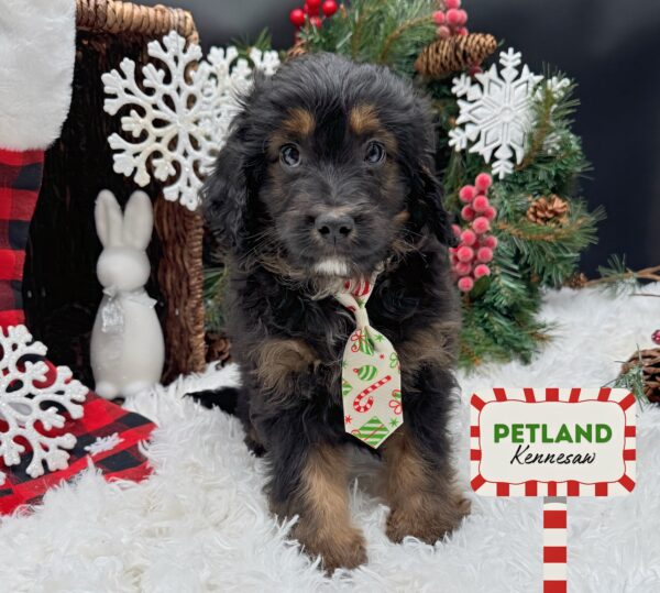 [#252906-02] Phantom M Aussiedoodle Mini Puppies For Sale