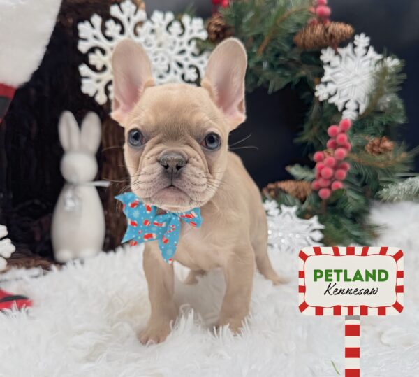 [#25877-04] Blue Fawn / White F French Bulldog Puppies For Sale