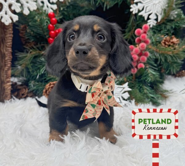 [#252285-04] Black / Tan F Dachshund Puppies For Sale