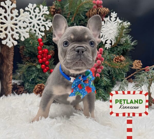 [#25917-03] Blue / Tan F French Bulldog Puppies For Sale