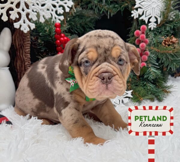[#252246-04] Chocolate Merle F Bulldog Mini Puppies For Sale