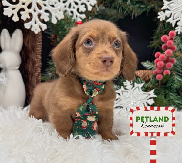 [#252285-02] Chocolate / Tan M Dachshund Puppies For Sale
