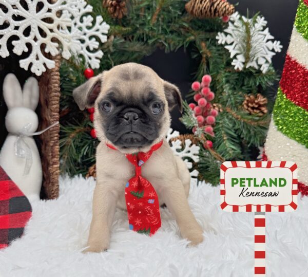 [#253128-03] Fawn M Pug Puppies For Sale