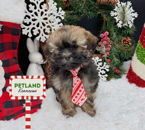 [#25998-02] Black M ShizaPoo Puppies For Sale