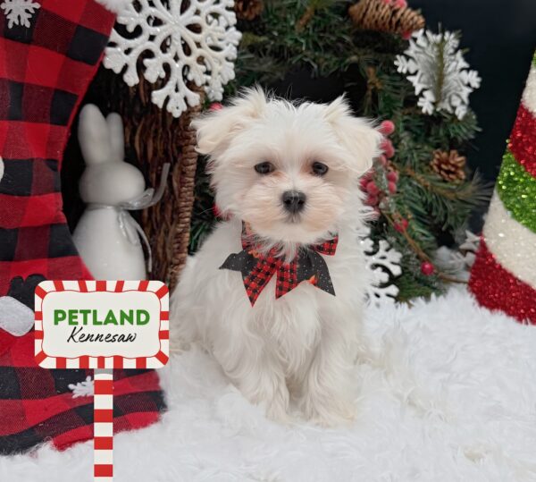 [#25925-05] White F Maltese Puppies For Sale