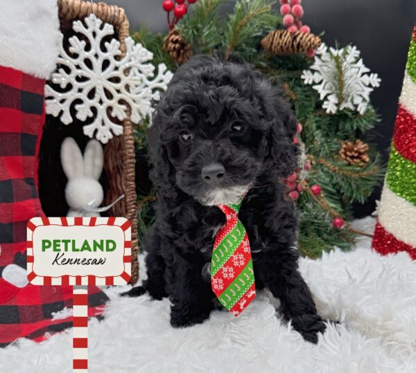 [#252313-01] Black M ShihPoo Puppies For Sale