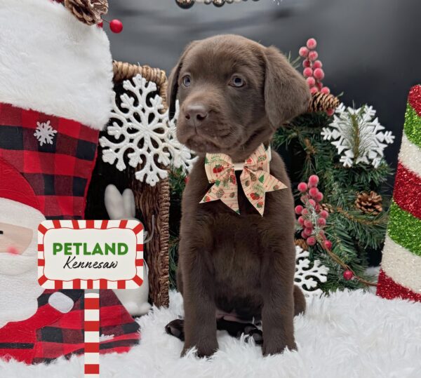 [#25380-05] Chocolate F Labrador Retriever Puppies For Sale