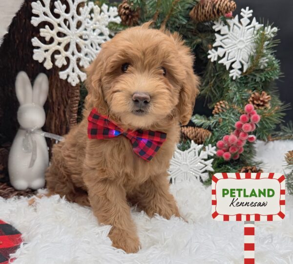 [#252298-02] Red F Goldendoodle Mini Puppies For Sale