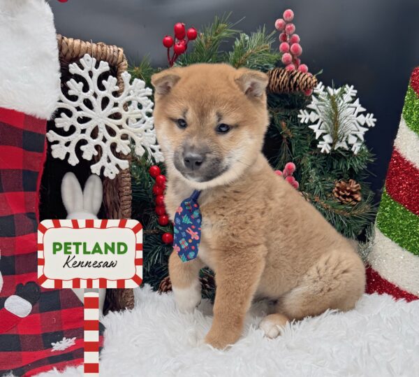 [#252469-02] Red M Shiba Inu Puppies For Sale