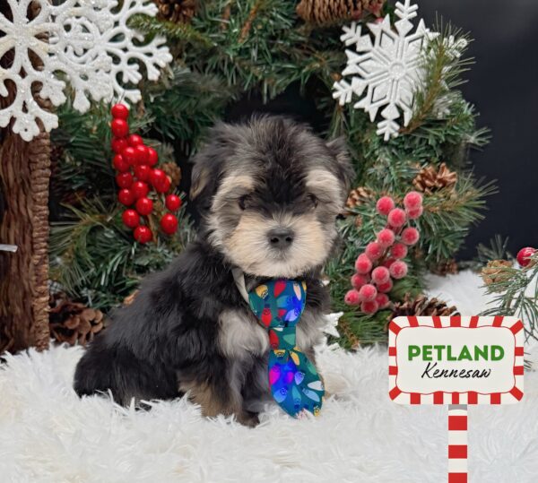 [#252165-01] Black / Tan F Yochon Puppies For Sale