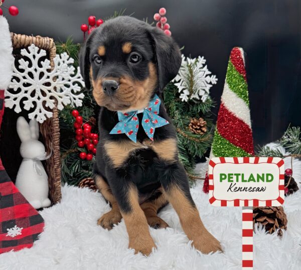 [#253126-06] Black / Tan F Rottweiler Puppies For Sale