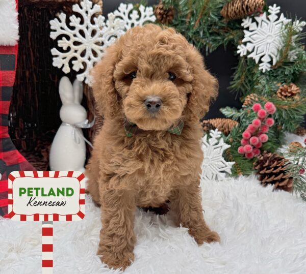 [#252296-07] Red F Cockadoodle Puppies For Sale
