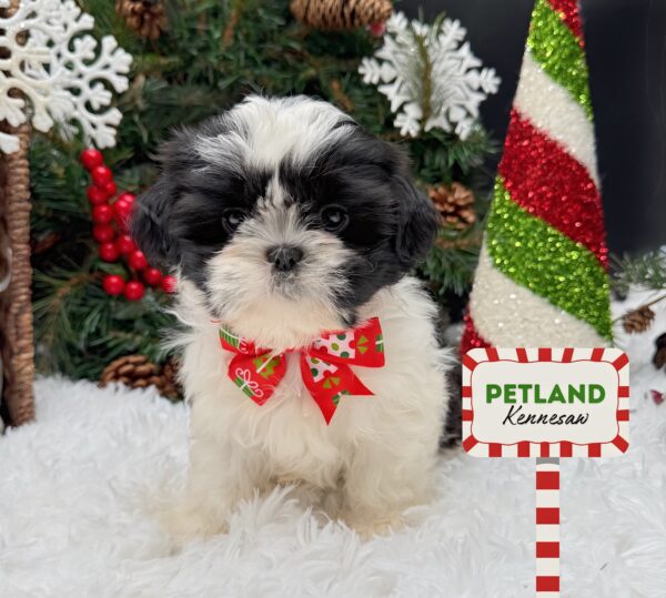 [#252867-03] Black / White F Shih Tzu Puppies For Sale