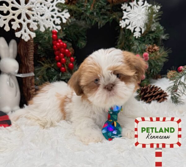 [#252335-01] Brown / White M Shih Tzu Puppies For Sale
