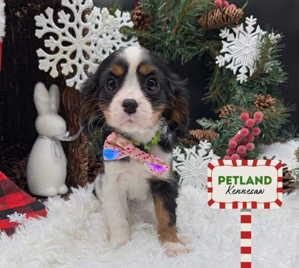[#252458-02] Black White / Tan F Cavalier King Charles Spaniel Puppies For Sale