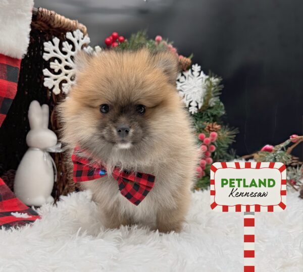 [#252436-02] Brown / White F Pomeranian Puppies For Sale