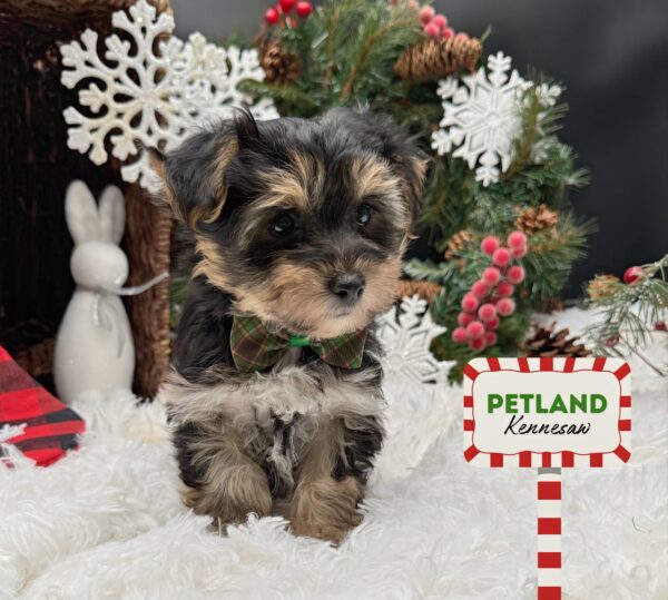 [#252092-01] Black / Tan M Morkie Puppies For Sale