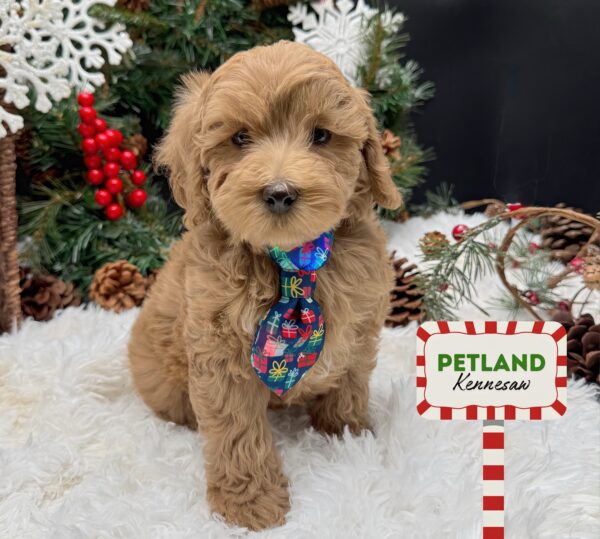 [#252296-06] Red M Cockadoodle Puppies For Sale