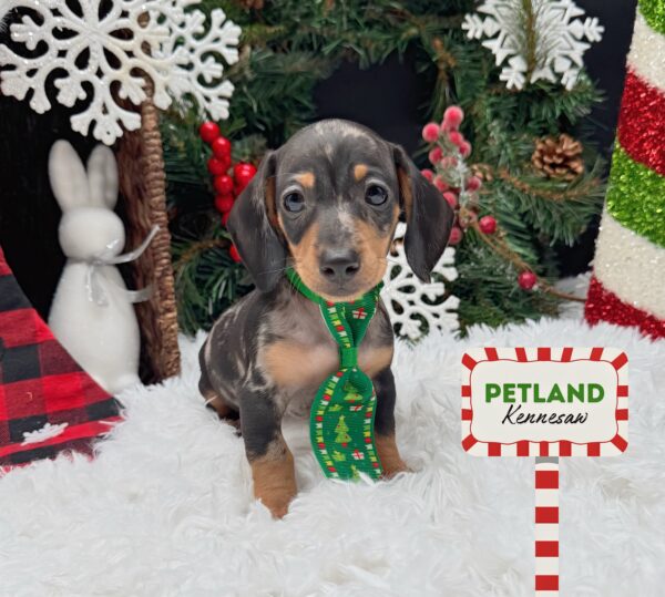 [#252553-03] Blue Dapple M Dachshund Puppies For Sale