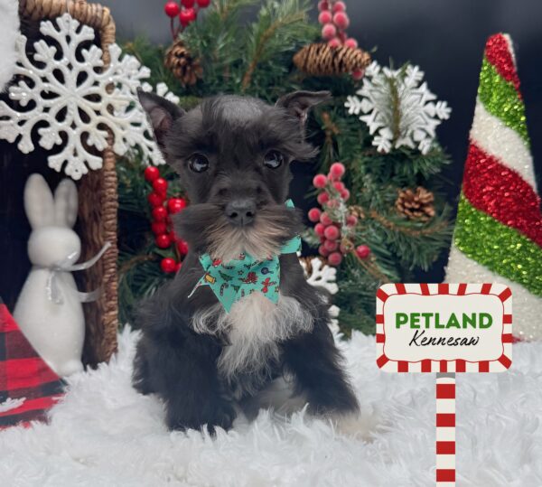 [#252640-06] Black F Miniature Schnauzer Puppies For Sale